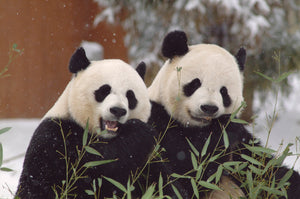Vintage National Zoo Panda Mug